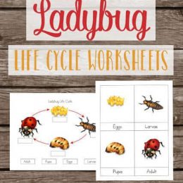 Free Ladybug Lifecycle Worksheets. #freehomeschooldeals #fhdhomeschoolers #ladybugliecycleworksheets #ladybugworksheets #lifecycleworksheets