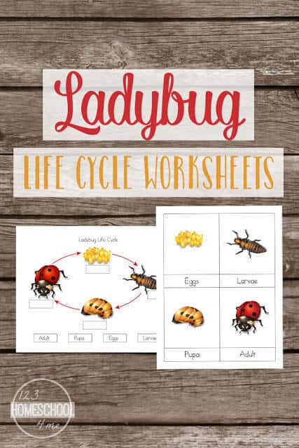 Free Ladybug Lifecycle Worksheets. #freehomeschooldeals #fhdhomeschoolers #ladybugliecycleworksheets #ladybugworksheets #lifecycleworksheets