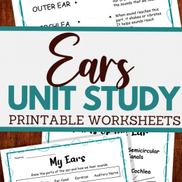 FREE Human Ear Worksheets. #freehomeschooldeals #fhdhomeschoolers #humanearworksheets #humanearresources #anatomyworksheets