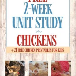 FREE Chickens Unit Study. #freehomeschooldeals #fhdhomeschoolers #chickenunitstudy #chickenprintables #unitstudyonchickens