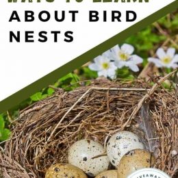 Free Learning Resources About Bird Nests. #freehomeschooldeals #fhdhomeschoolers #studyingbirds #learningaboutbirdnests #naturestudy