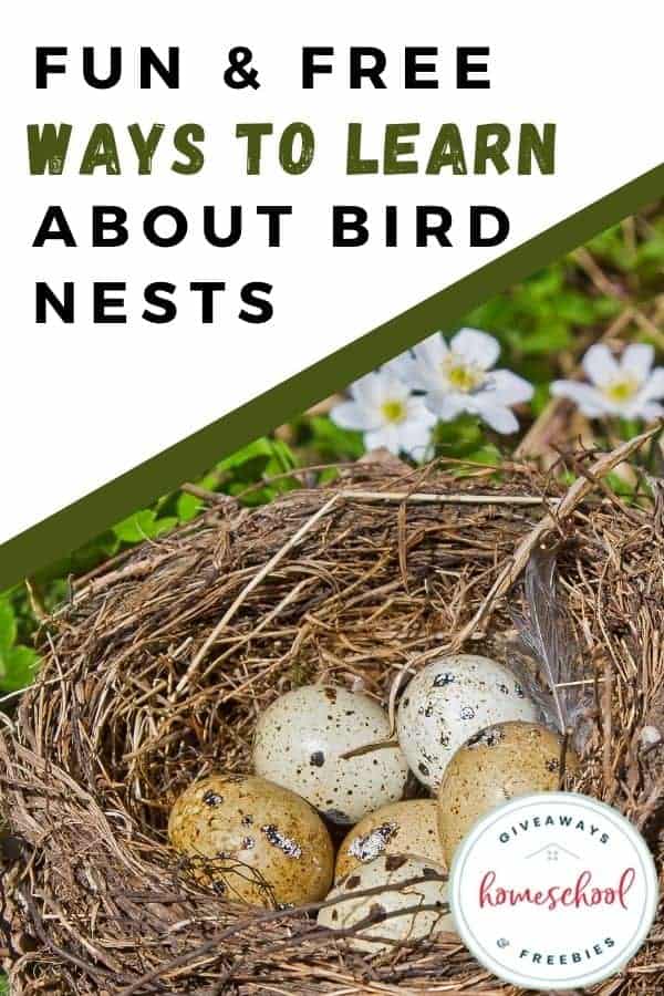 Free Learning Resources About Bird Nests.  #freehomeschooldeals #fhdhomeschoolers #studyingbirds #learningaboutbirdnests #naturestudy
