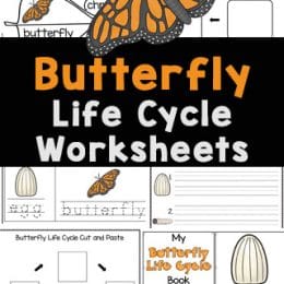 Butterfly Life Cycle Printables. #freehomeschooldeals #fhdhomeschoolers #freebutterflylifecyclestudy #butterflyunitstudy #freebutterflyworksheets