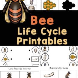 Honey Bee Life Cycle Pack. #freehomeschooldeals #fhdhomeschoolers #beelifecyclepack #studyingbees #beeworksheets