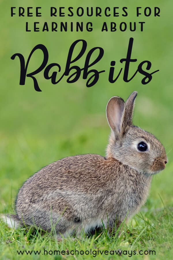 rabbit close up with grass unfocused in the background with text overlay