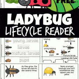 Ladybug Life Cycle Activity. #freehomeschooldeals #fhdhomeschoolers #learningaboutladybugs #ladybuglifecycle #freeladybugactivities