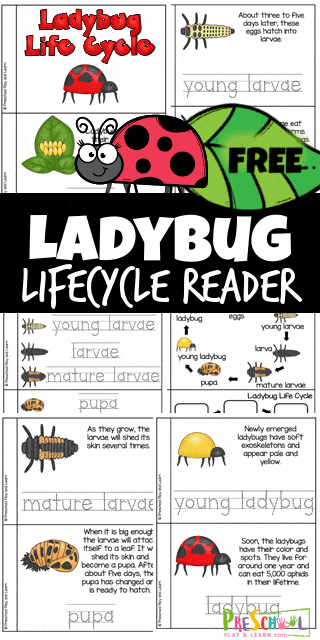 Ladybug Life Cycle Activity. #freehomeschooldeals #fhdhomeschoolers #learningaboutladybugs #ladybuglifecycle #freeladybugactivities
