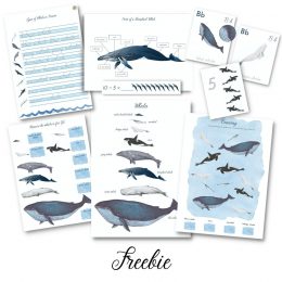 Free Whales Study Pack. #freehomeschooldeals #fhdhomeschoolers #studingwhales #whalesunitystudy #learningaboutwhales