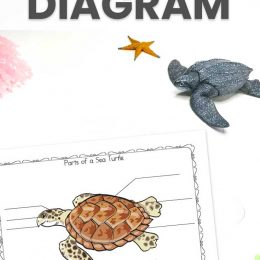 Sea Turtle Learning Activity. #freehomeschooldeals #fhdhomeschoolers #learningaboutseaturtles #seaturtleworksheets #seaturtlediagram