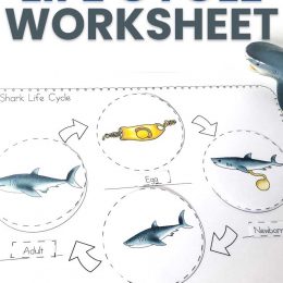 Shark Life Cycle Activity. #freehomeschooldeals #fhdhomeschoolers #studyingsharks #sharklifecycleworksheets #freesharkworksheets