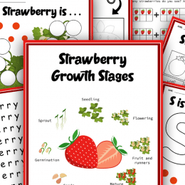 Kindergarten Strawberry Learning Activities. #freehomeschooldeals #fhdhomeschoolers #learningaboutstrawberries #strawberrylifecycle #strawberryworksheets