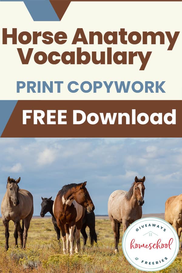 #freehomeschooldeals #fhdhomeschoolers #learningabouthorses #freehorsecopywork #freecopyworkpages
