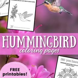 Hummingbird Color and Learn Pages. #freehomeschooldeals #fhdhomeschoolers #studyinghummingbirds #hummingbirdcoloringpages #freehummingbirdcoloringpages