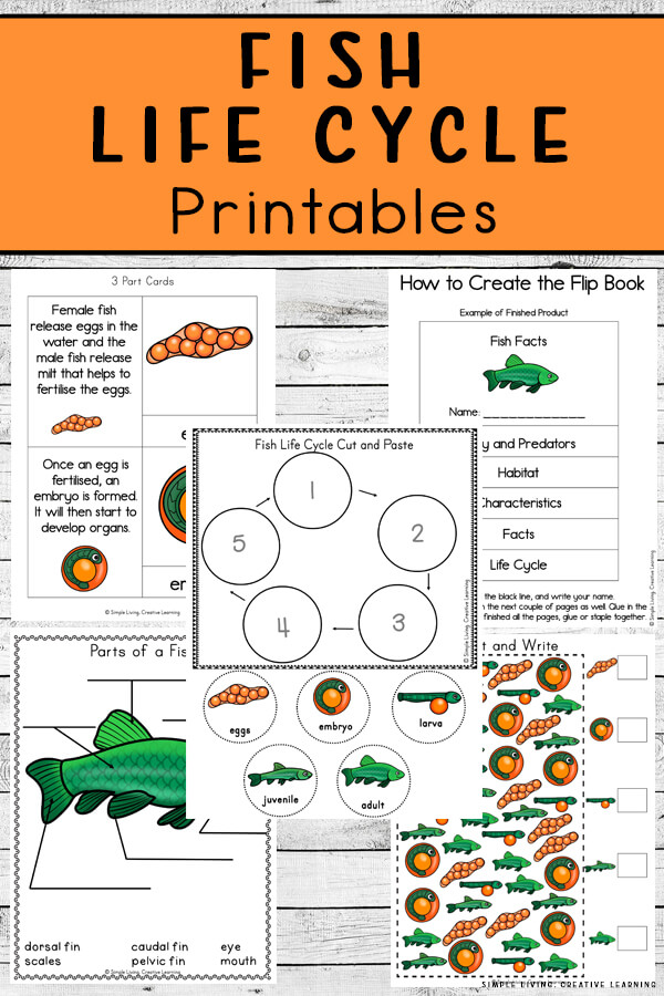 
Fish Life Cycle Learning Pack. #freehomeschooldeals #fhdhomeschoolers #learningaboutfish #fishworksheets #fishlifecycles
