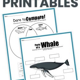 Free Whales Learning Activity. #freehomeschooldeals #fhdhomeschoolers #learningaboutwhales #whalesworksheets #whalelearningactivity