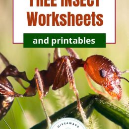 Free Insect Learning Activities. #freehomeschooldeals #fhdhomeschoolers #studyinginsects #insectworksheets #learningaboutbugs