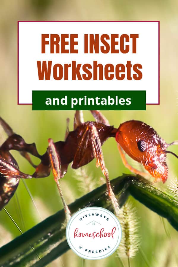 Free Insect Learning Activities. #freehomeschooldeals #fhdhomeschoolers #studyinginsects #insectworksheets #learningaboutbugs