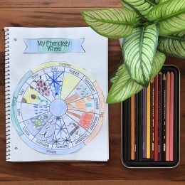 Free Phenology Observation Wheel Template. #freehomeschooldeals #fhdhomeschoolers #freescienceactivity #learningaboutphenology #scienceobservationforkids