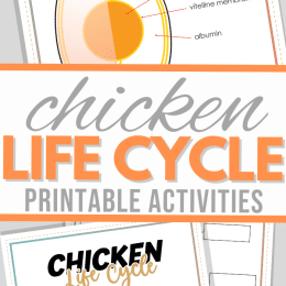 Free Chicken Life Cycle Activity. #freehomeschooldeals #fhdhomeschoolers #learningaboutchickens #chickenlifecycleworksheets #chickenlifecyceactivity