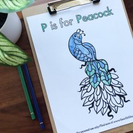 Peacock Coloring and Tracing Pages. #freehomeschooldeals #fhdhomeschoolers #learningaboutpeacocks #peacockcoloringpages #peacockactivitypages