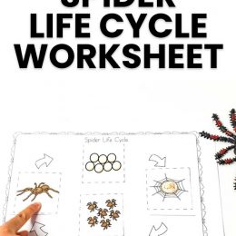 Spider Life Cycle Activity. #freehomeschooldeals #fhdhomeschoolers #learningaboutspiders #spiderworksheets #spiderlifecycle