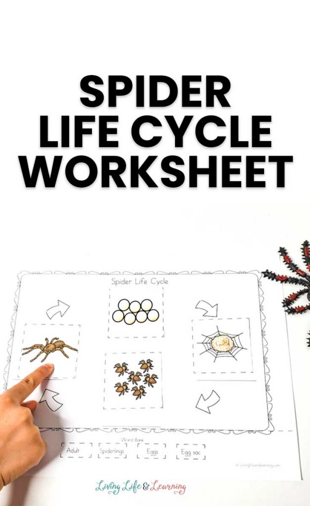 Spider Life Cycle Activity. #freehomeschooldeals #fhdhomeschoolers #learningaboutspiders #spiderworksheets #spiderlifecycle