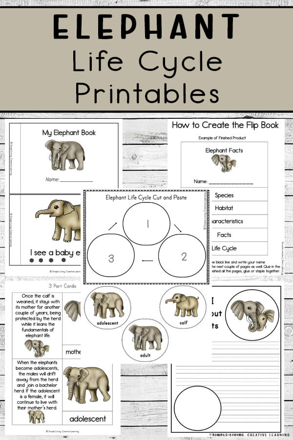 Elephant Life Cycle Worksheet | Free Homeschool Deals