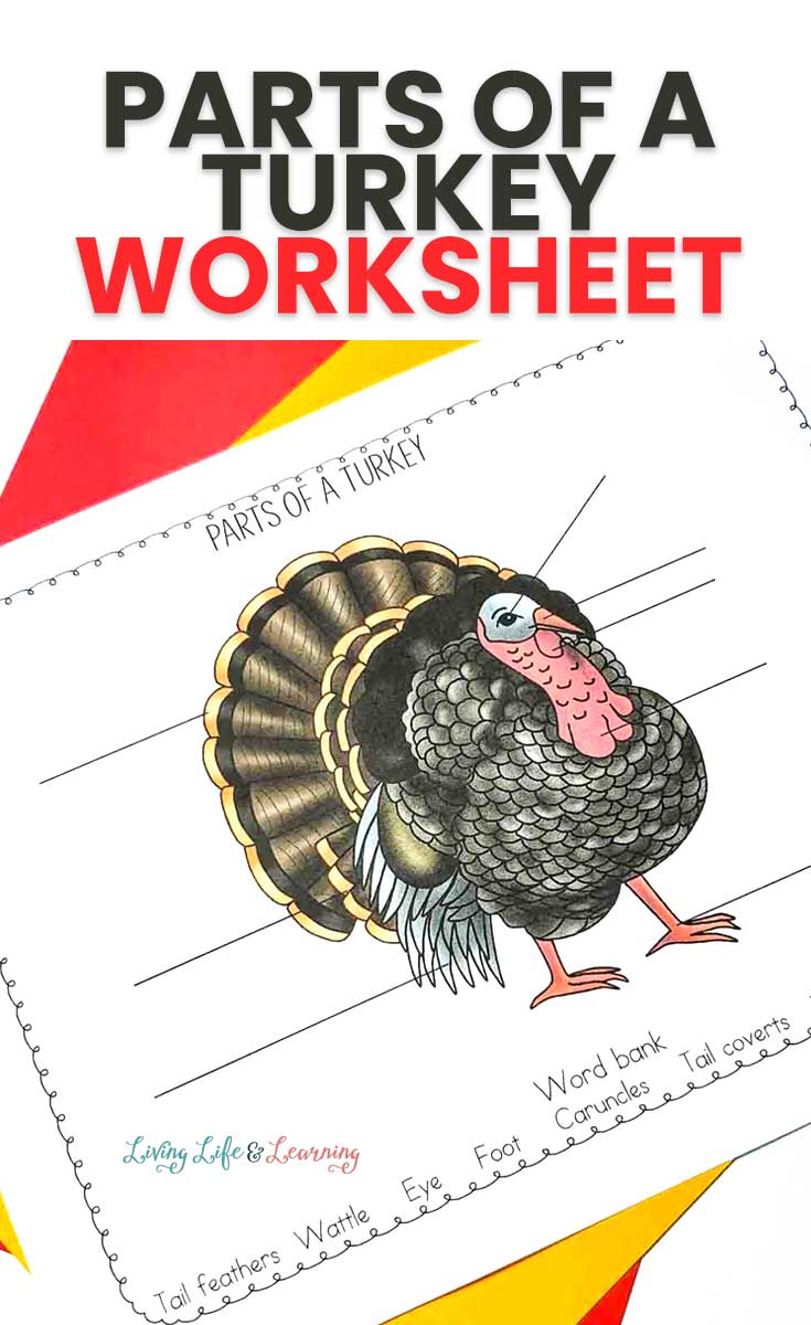 free parts of a turkey printables | free homeschool deals ©
