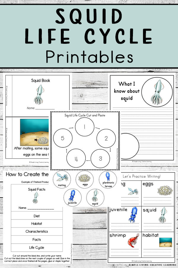 Squid Life Cycle Worksheets Free Homeschool Deals C