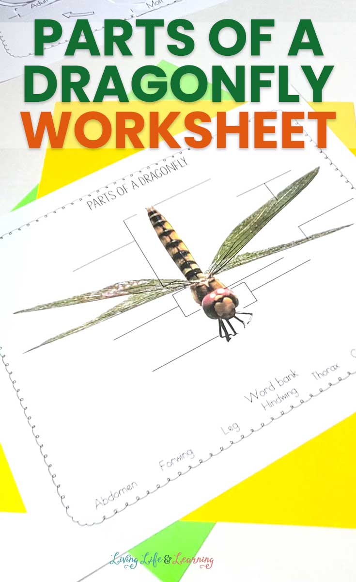 Dragonfly Anatomy Worksheet Free Homeschool Deals