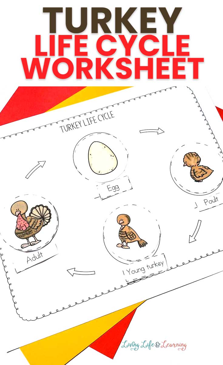 Turkey Life Cycle Free Printable LaptrinhX News