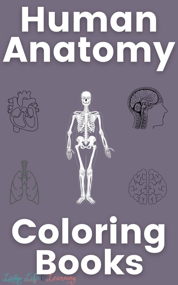 Human Anatomy Coloring Book Biology Diagrams