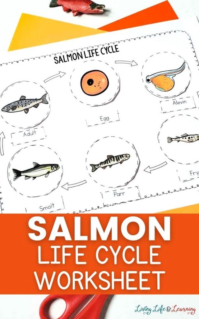 Salmon Life Cycle Pages Free Homeschool Deals