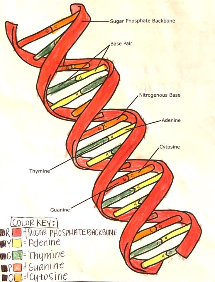 Free DNA Worksheets | Free Homeschool Deals ©