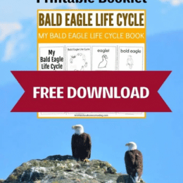 Bald Eagle Life Cycle Worksheets