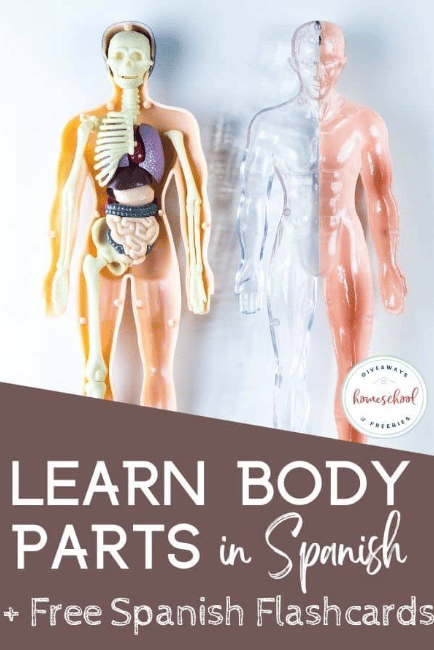 Learn Body Parts In Spanish Free Homeschool Deals