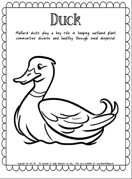 Mallard Duck Fun Fact Coloring Page | Free Homeschool Deals