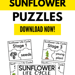 sample pages of the life cycle of a sunflower puzzles activities