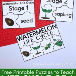 sample pages of watermelon life cycle puzzles