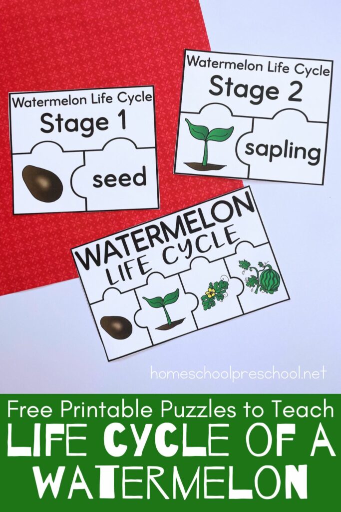 sample pages of watermelon life cycle puzzles