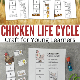 sample images of chicken life cycle craft for young learners