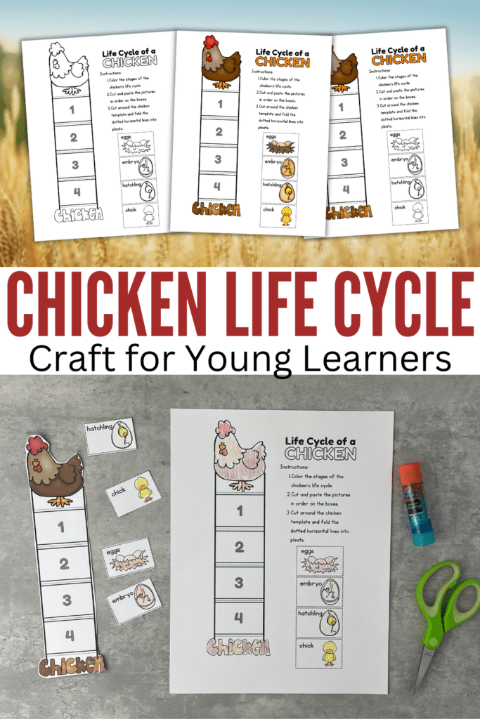 sample images of chicken life cycle craft for young learners