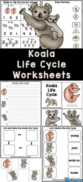 Koala Life Cycle Printables in 2023  Life cycles, Animal life cycles, Flip  book examples