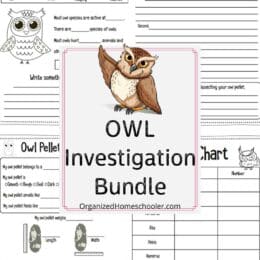 sample pages from the owl investigation bundle