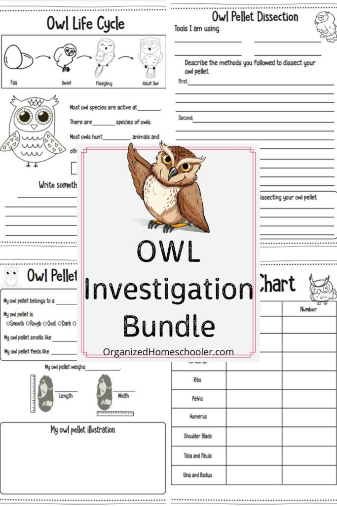 sample pages from the owl investigation bundle