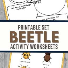 sample screenshot pages from the Beetle activity worksheets