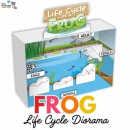 digital image of a frog life cycle diorama craft