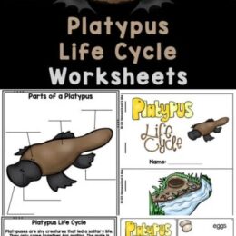 clipart platypus overlaid on a collage of sample screenshot platypus life cycle worksheets