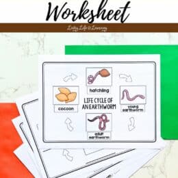 images of earthworm life cycle worksheets