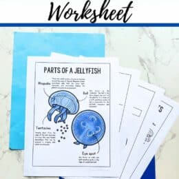 printed image showing Parts of a Jellyfish worksheet
